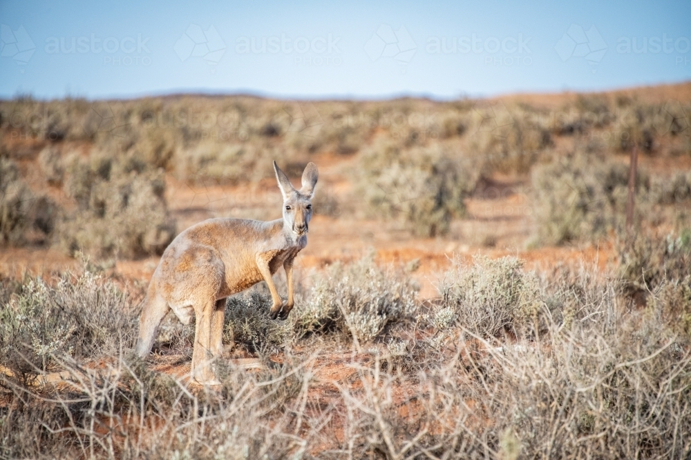 Thin kangaroo standing in the dry, barren land. - Australian Stock Image