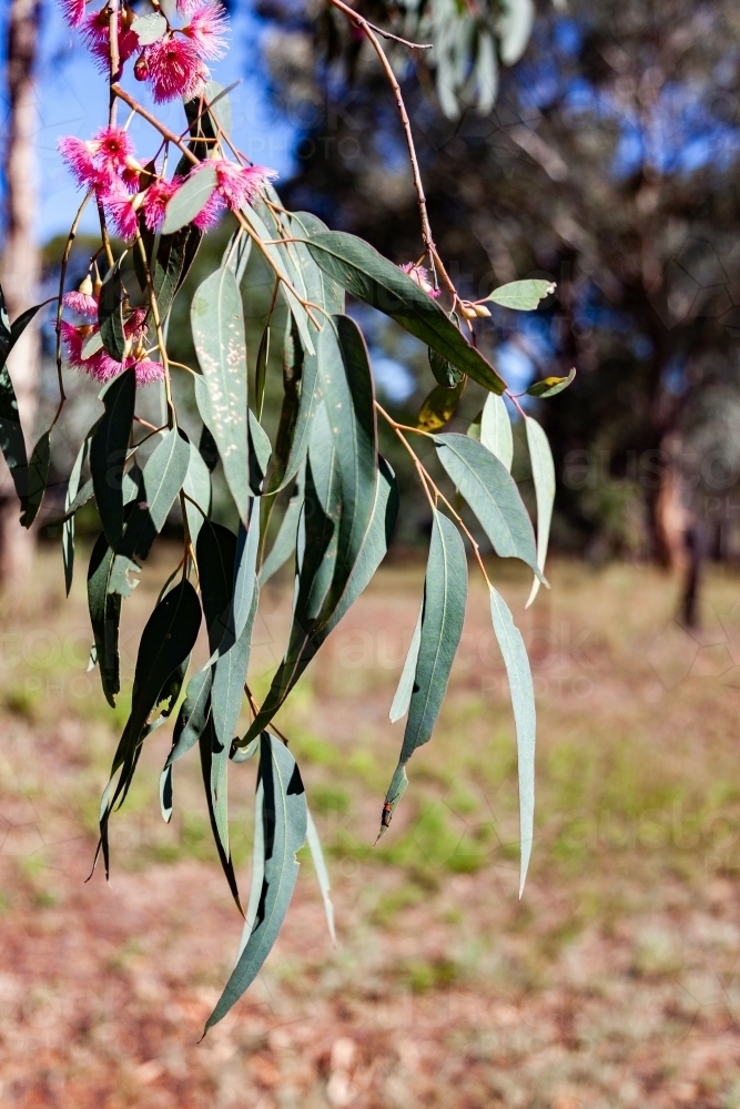 Thin silver blue gum leaves hanging from tree - Australian Stock Image