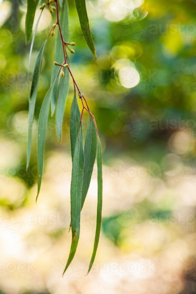 Thin silver blue gum leaves hanging from tree - Australian Stock Image