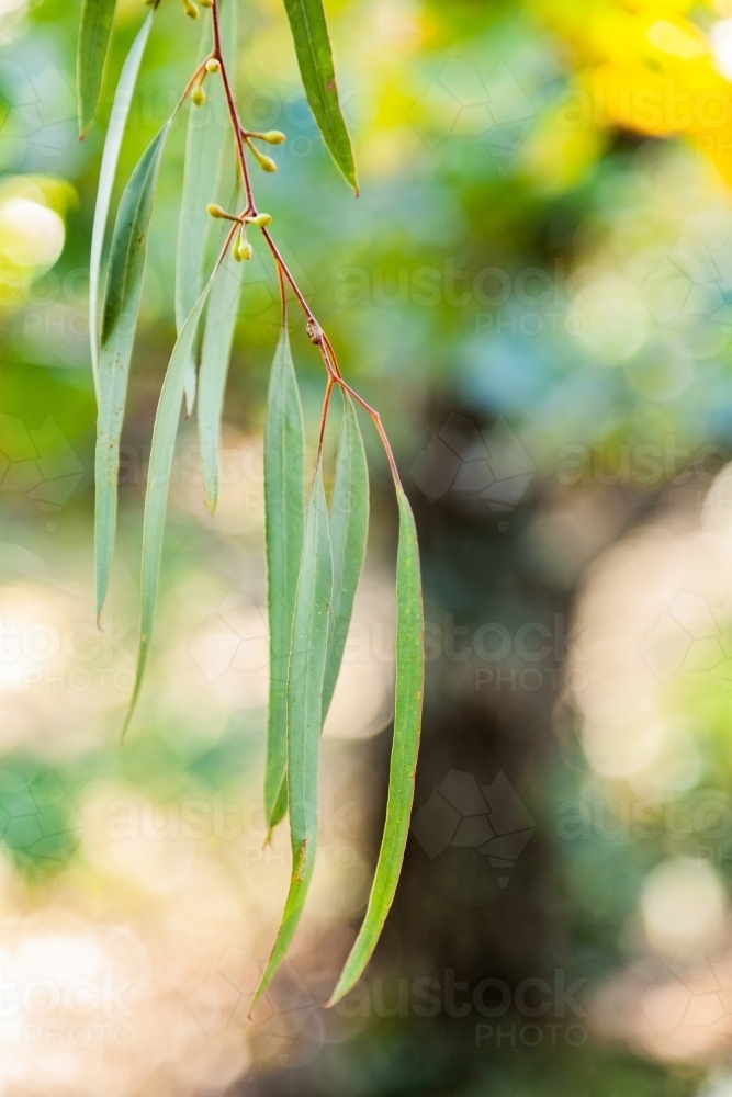 Thin silver blue gum leaves hanging from tree - Australian Stock Image