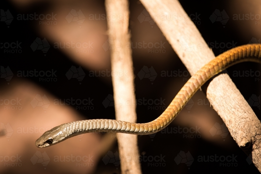 Thin snake on a branch - Australian Stock Image