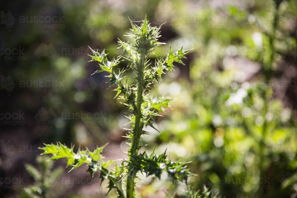 Thistle weed - Australian Stock Image