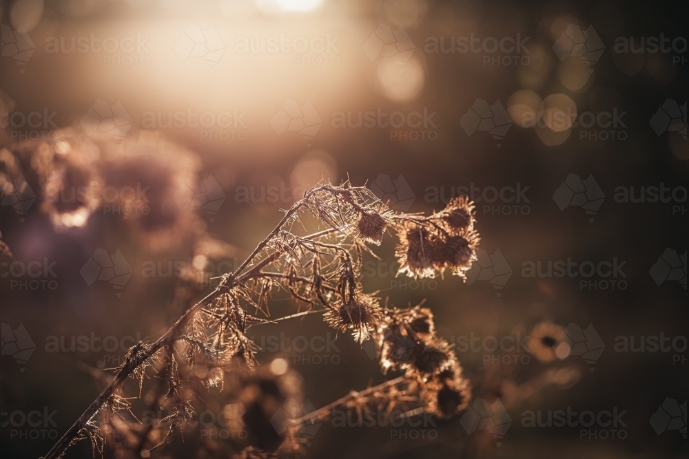Thorny bush at sunset - Australian Stock Image