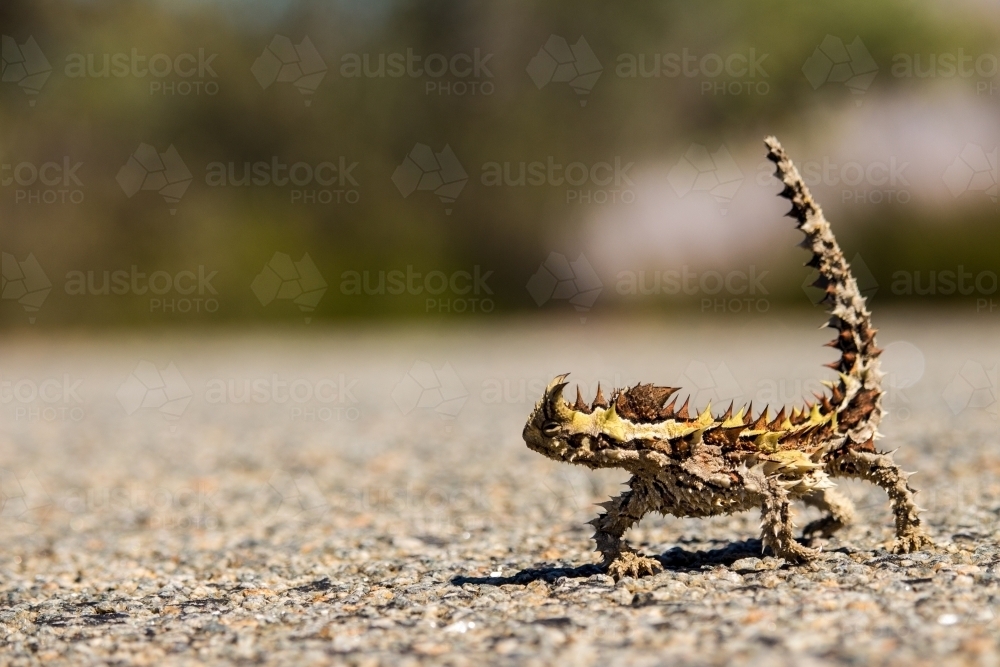 Thorny Devil lizard on a road - Australian Stock Image
