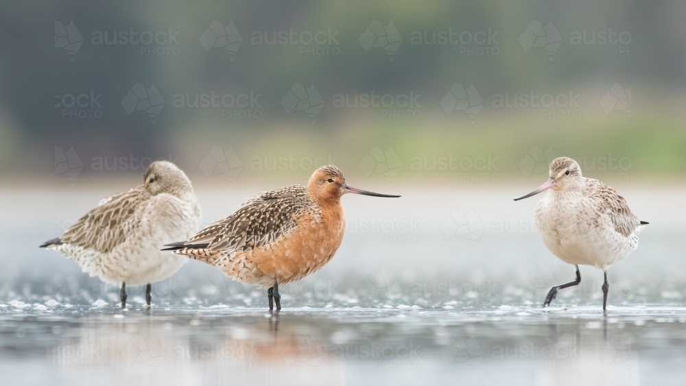 Three Bar-tailed Godwits standing together in water - Australian Stock Image