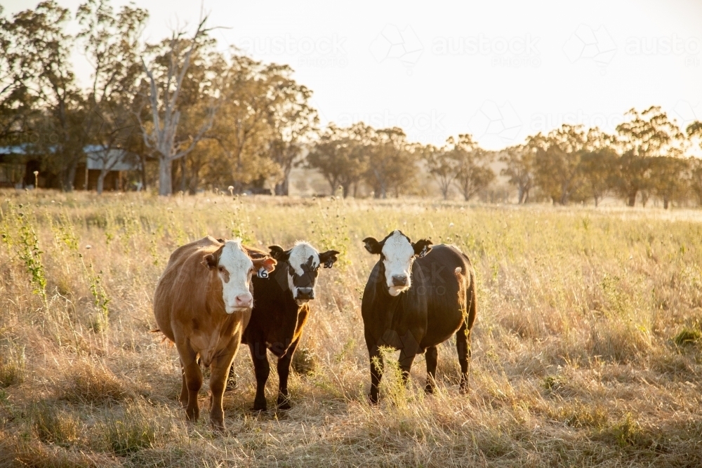 Three beef cattle in a farm paddock at sunset - Australian Stock Image
