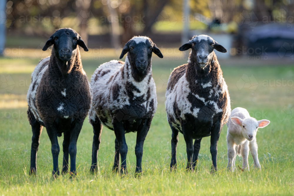 Three black-and-white sheep stand in line beside a small white lamb in green pasture - Australian Stock Image