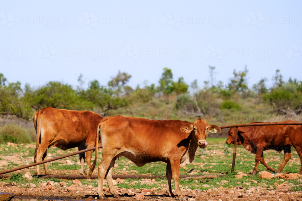 Three brown cows standing in a dry, grassy paddock - Australian Stock Image