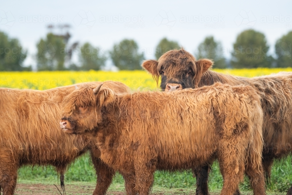 Three brown highland cows standing together in front of field of yellow flowers - Australian Stock Image