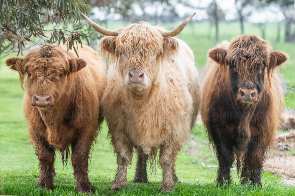 Three brown highland cows standing together in green paddock looking at camera - Australian Stock Image