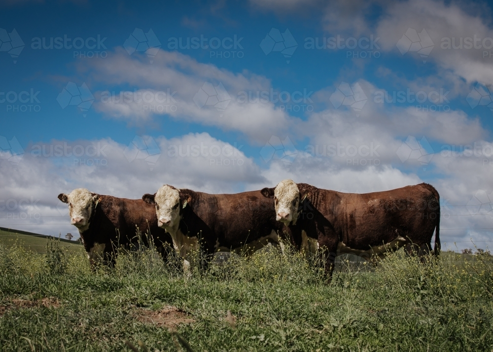 Three bulls in pasture on sunny day - Australian Stock Image