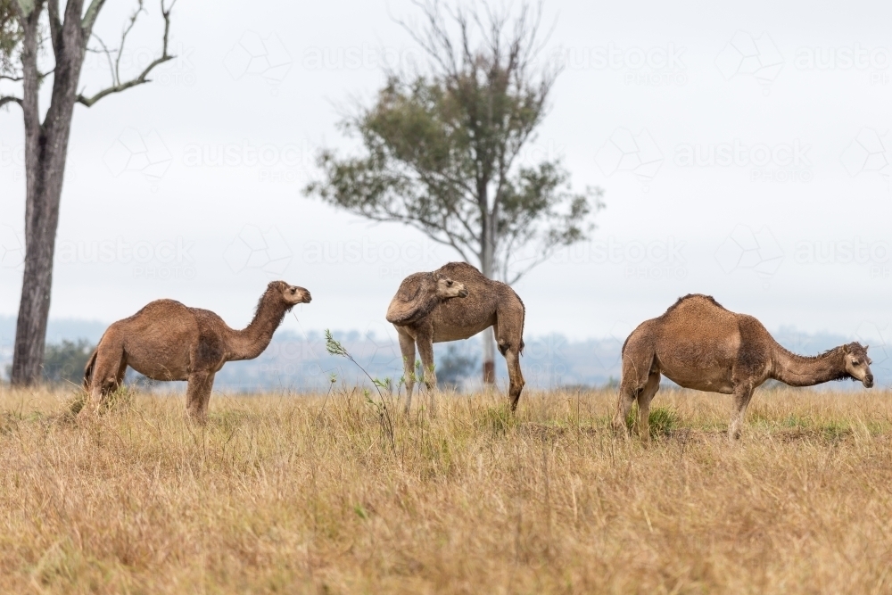 Three camels - Australian Stock Image