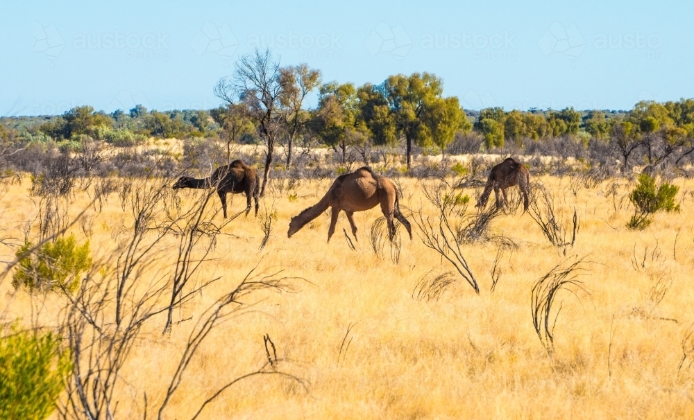 Three camels roam the outback of Australia - Australian Stock Image
