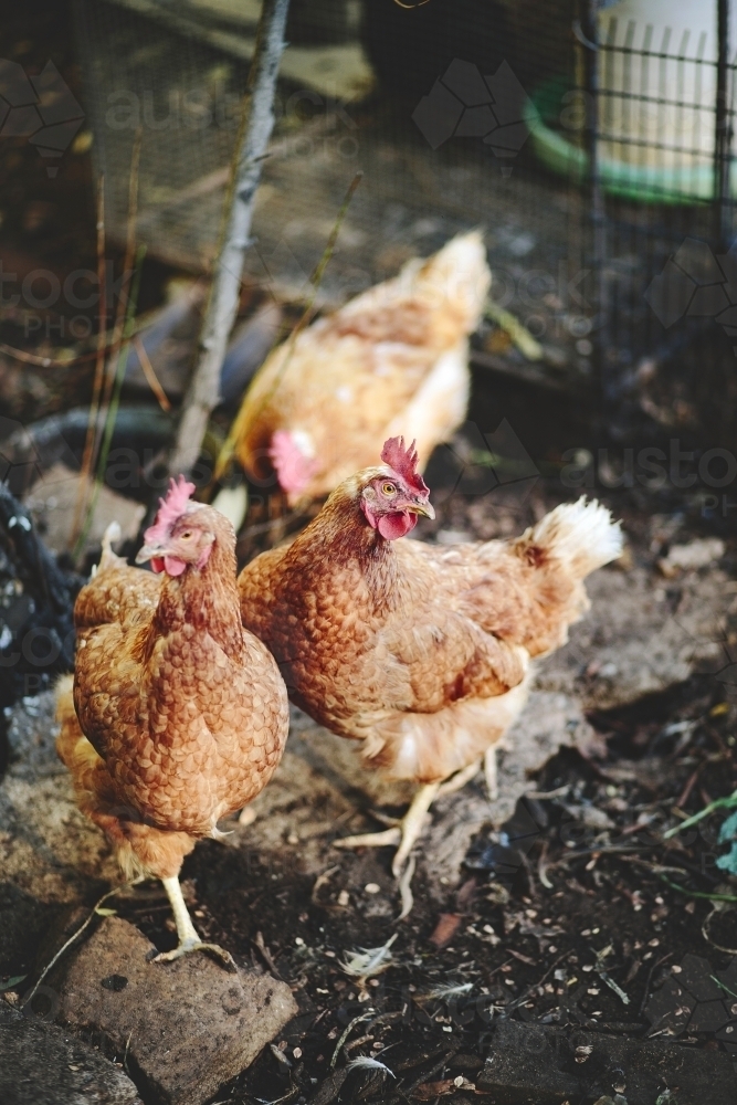 Three chickens in coop - Australian Stock Image