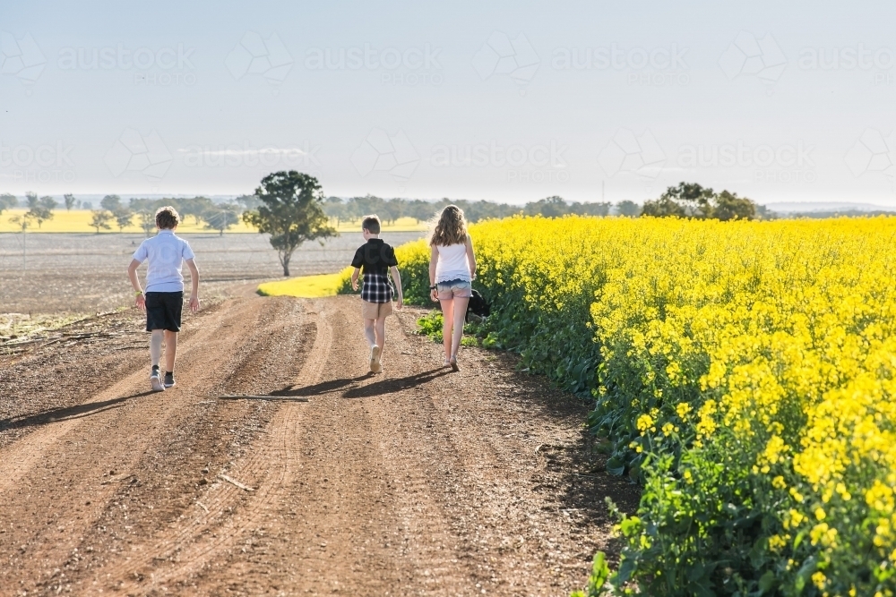 Three children walking down dirt road on farm next to canola field - Australian Stock Image