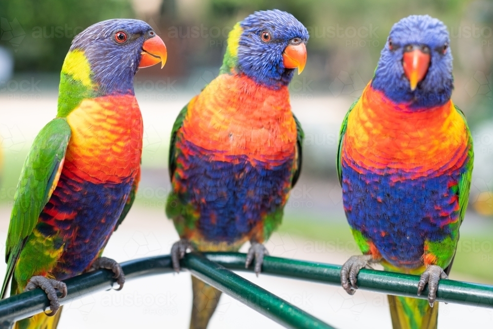 Three colourful lorikeets sitting together on a green feeding bar outdoors - Australian Stock Image