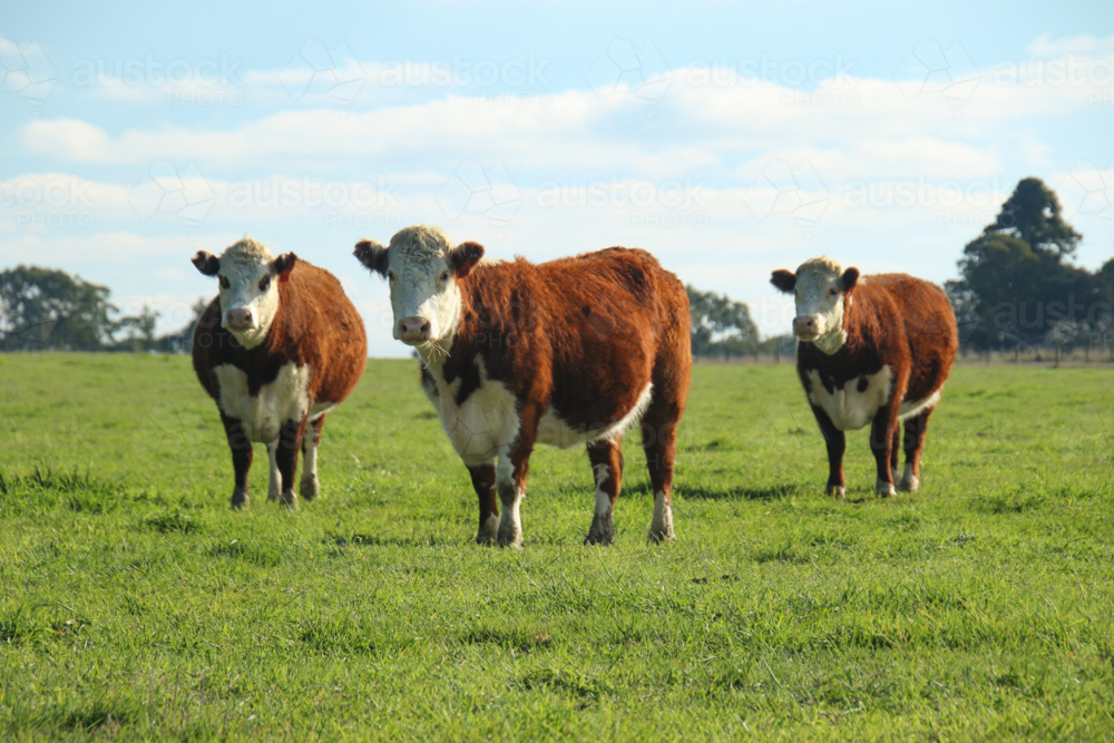 Three cows grazing on vibrant grass field - Australian Stock Image