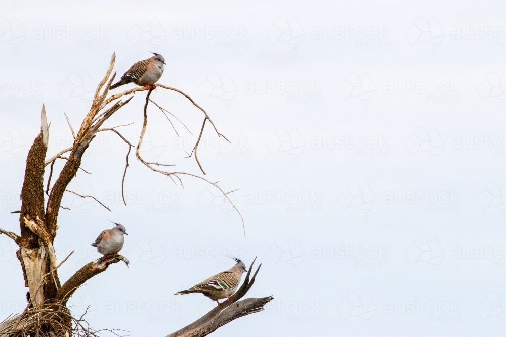 Three crested pigeons perched on a dead tree - Australian Stock Image