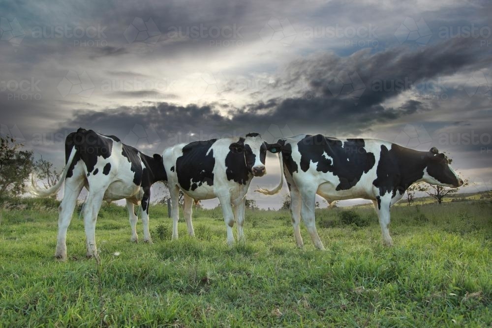 Three Dairy Cow Steers Standing in a Paddock - Australian Stock Image