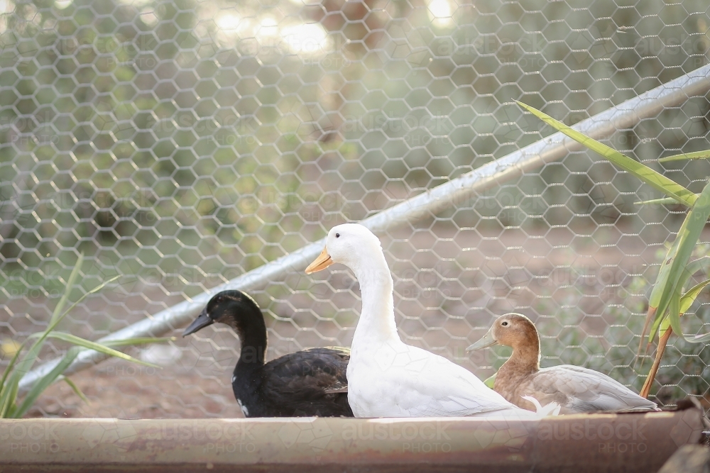 Three different coloured ducks standing in a row - Australian Stock Image
