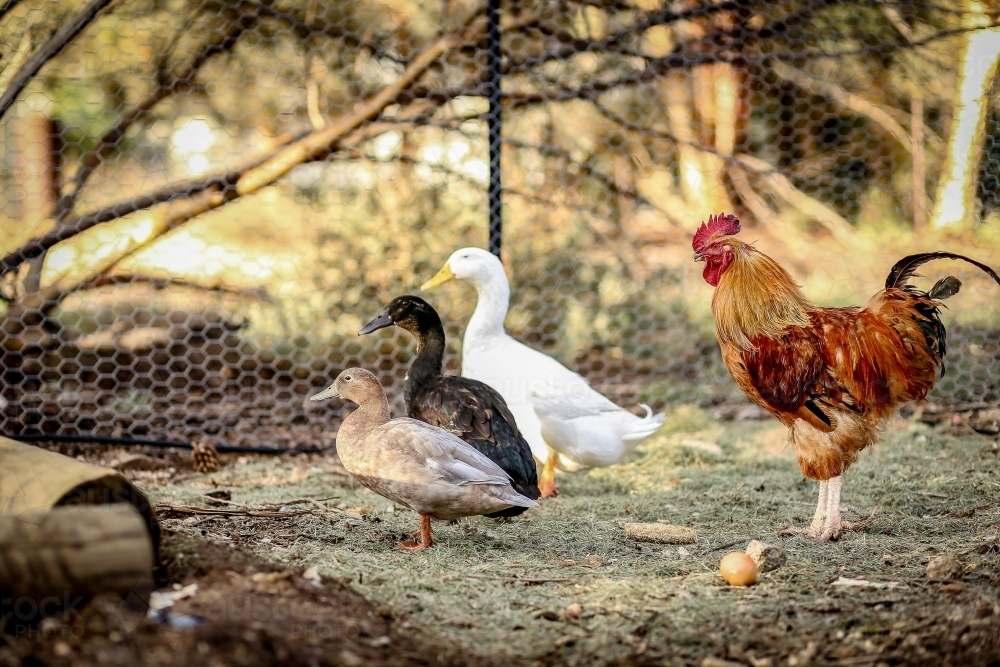 Duck Ruster Image of Three different coloured ducks standing in a row with large ...
