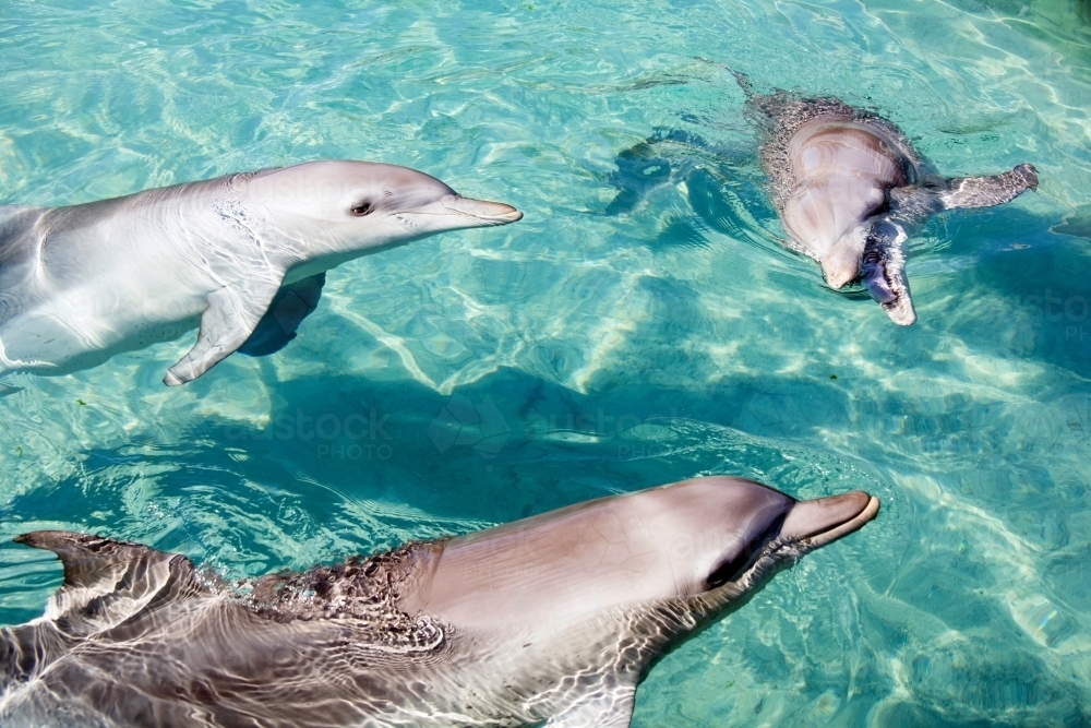 Three dolphins in the water together - Australian Stock Image