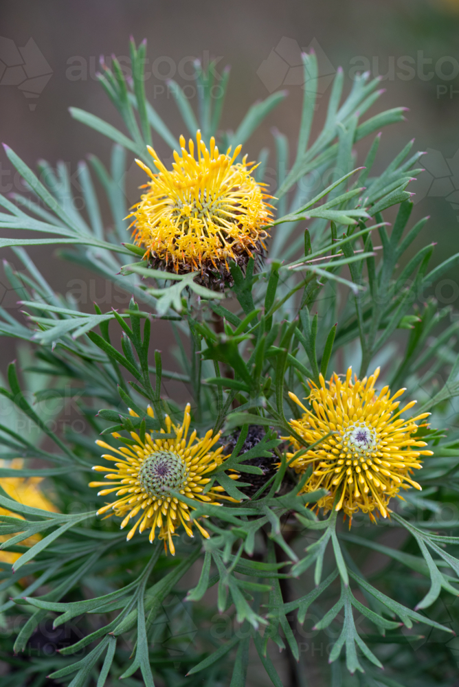 Three drumstick flowers, Isopogon anemonifolius - Australian Stock Image