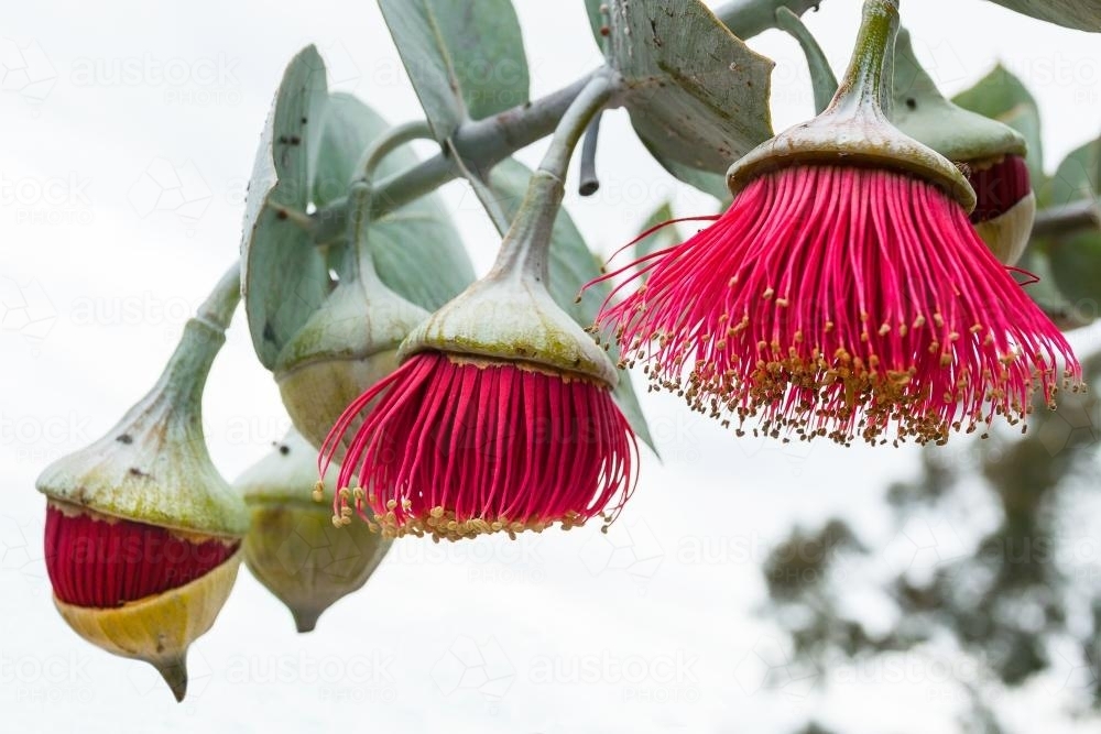 Three flowering gumnuts in different stages of bloom - Australian Stock Image