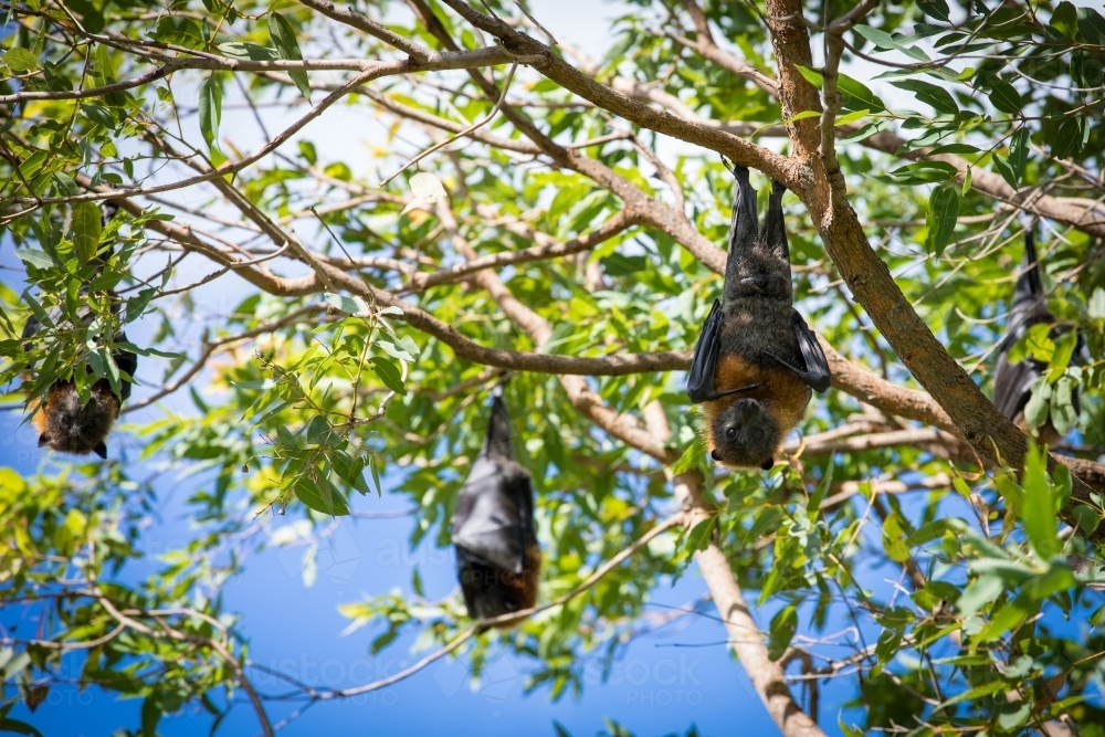 Three fruit bats hanging out in a tree with two and one wrapped inside its wings - Australian Stock Image