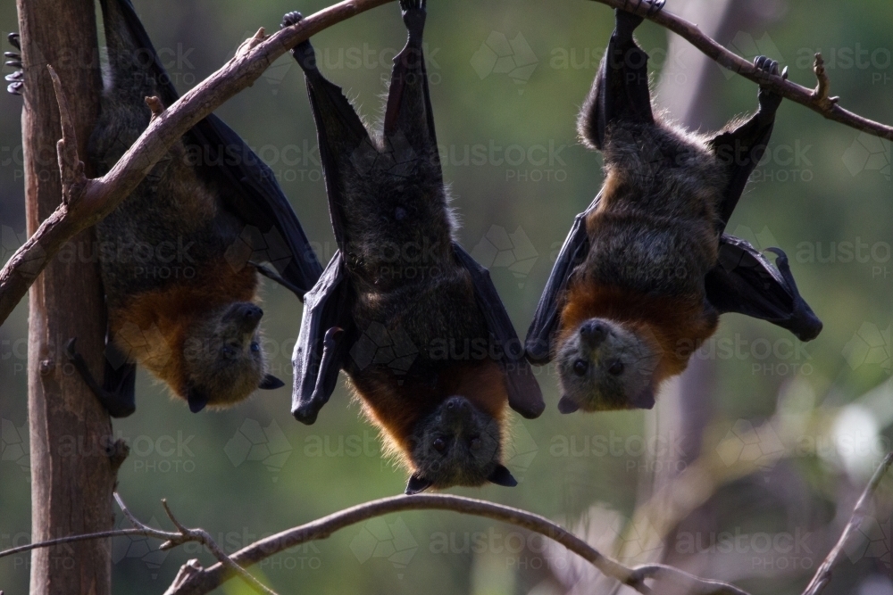 Three Fruit Bats or Flying Foxes - Australian Stock Image