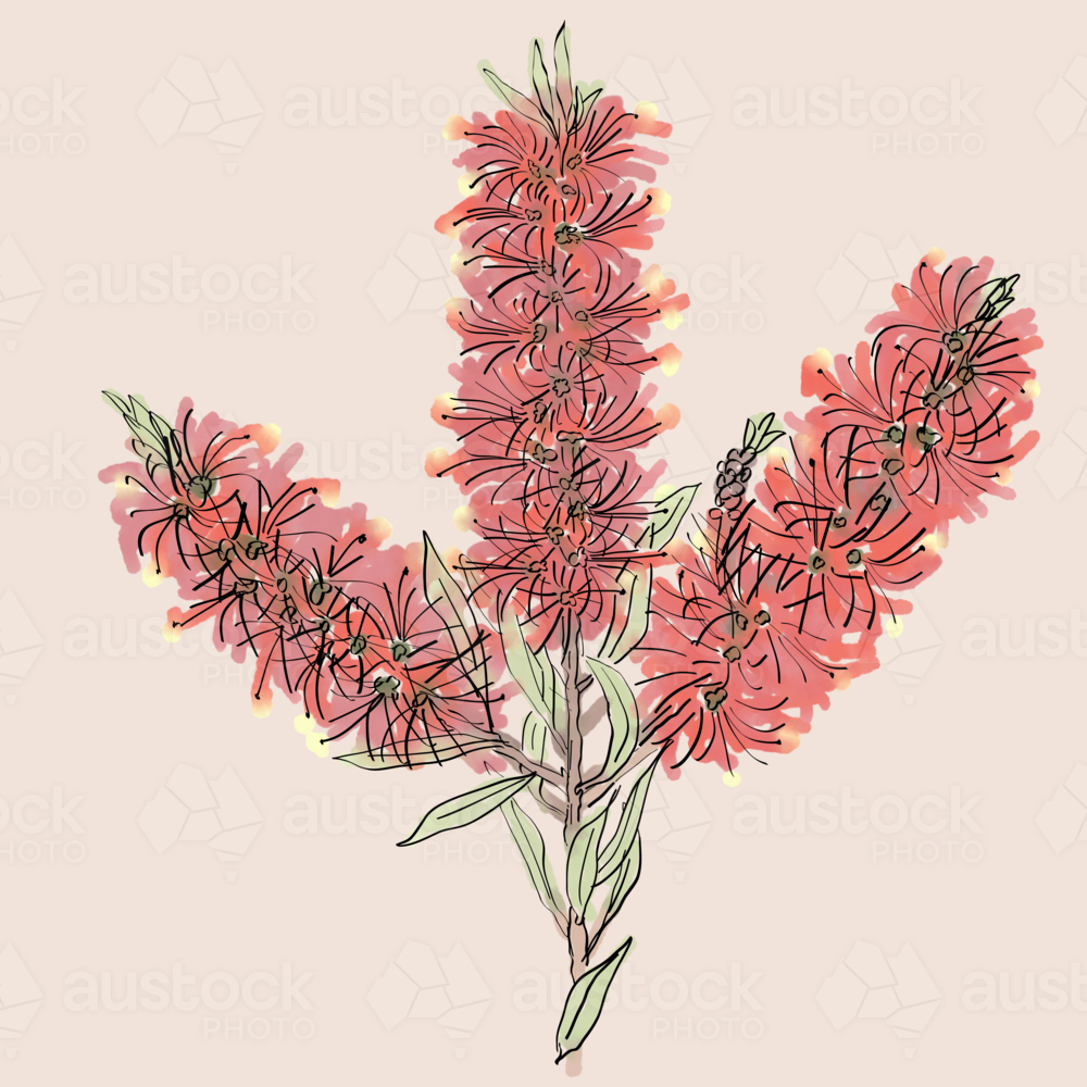 Three hand drawn red bottlebrush flowers and green eaves on pale background - Australian Stock Image