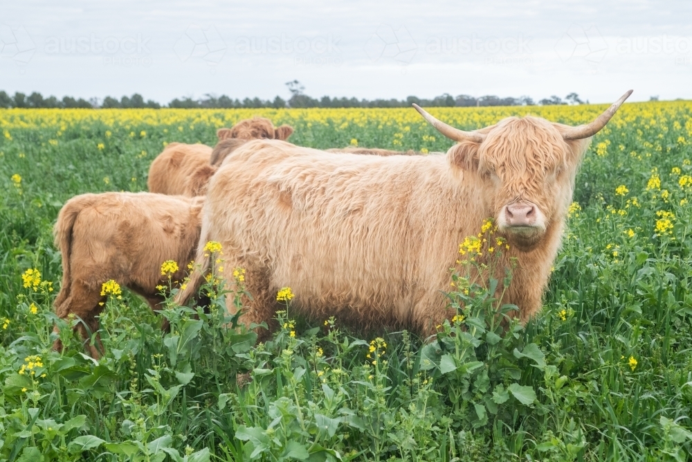 Three highland cows standing together in big paddock with yellow flowers - Australian Stock Image