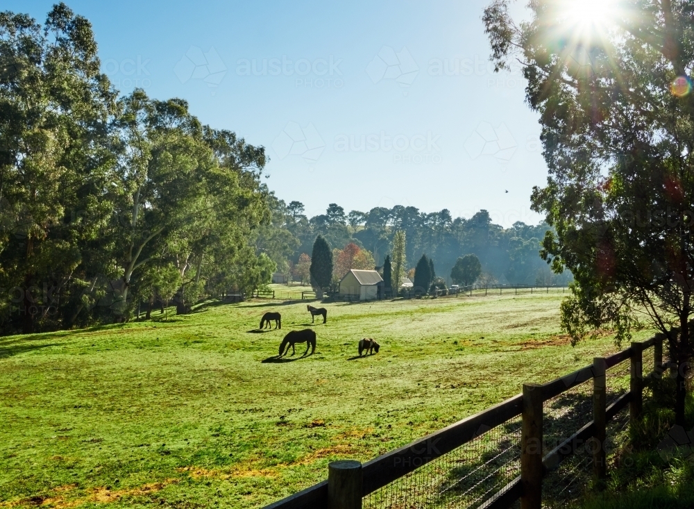 Three Horses and a Shetland Pony in a Paddock - Australian Stock Image