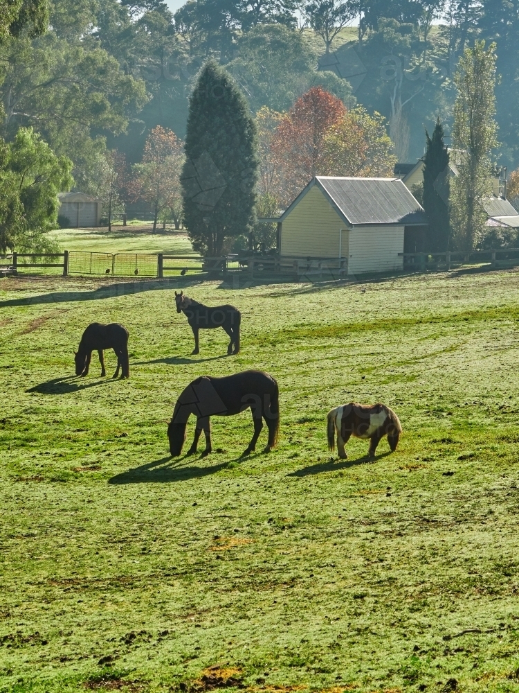 Three Horses and a Shetland Pony in a Paddock in Nutfield - Australian Stock Image
