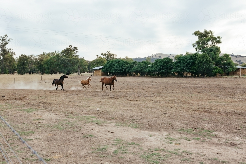 Three horses galloping in a paddock - Australian Stock Image