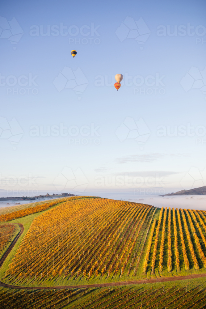 three hot air balloons above the Autumn vines - Australian Stock Image