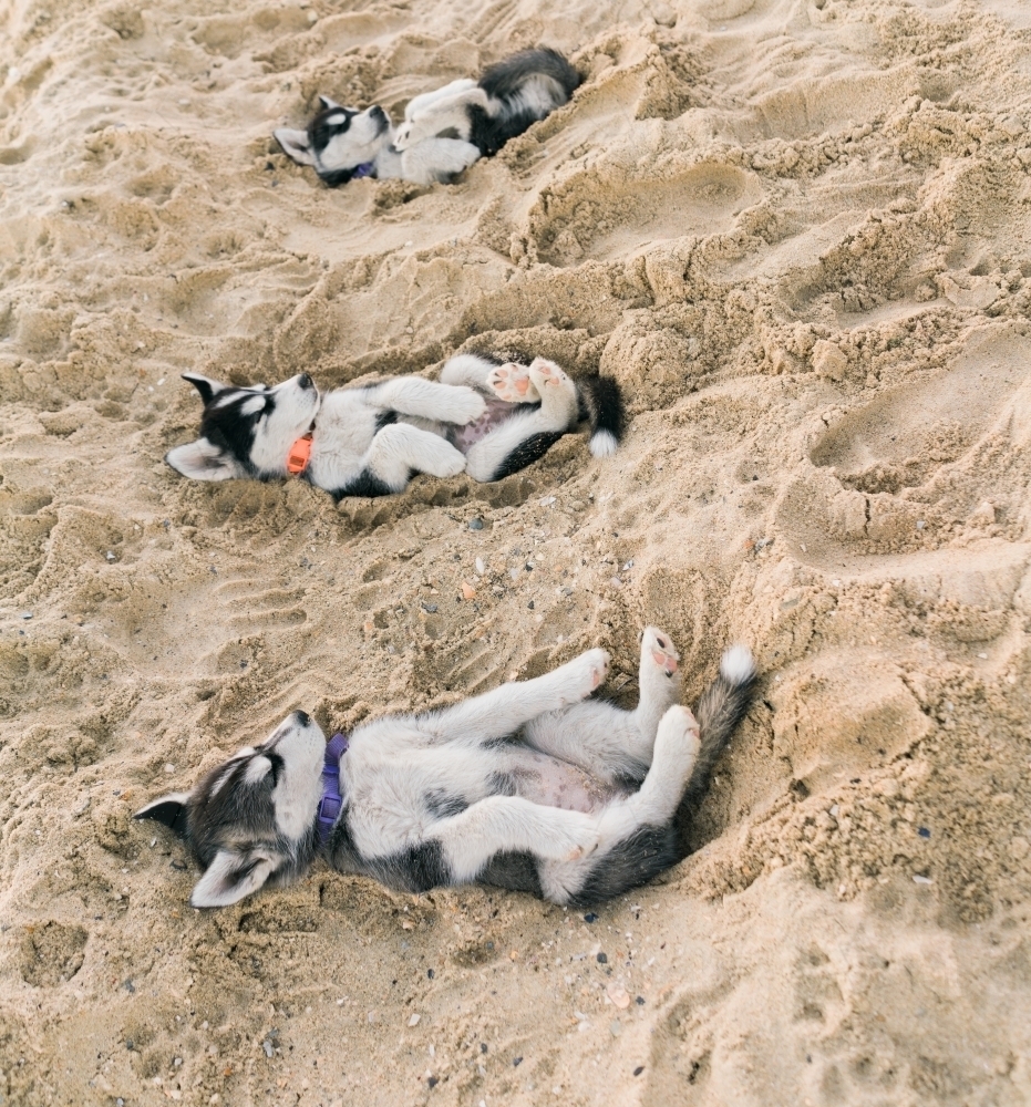 Image of Three Husky Puppies Lying on their Backs in Sand at the Beach