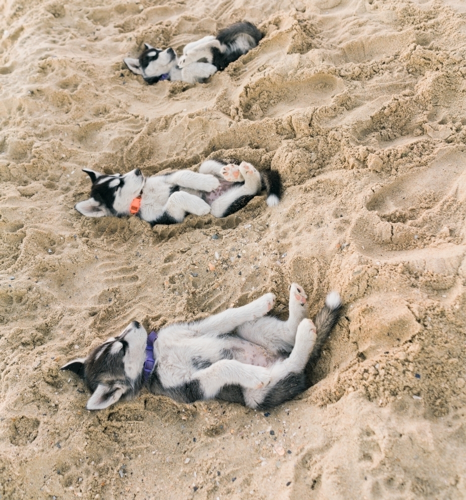 Three Husky Puppies Lying on their Backs in Sand at the Beach - Australian Stock Image