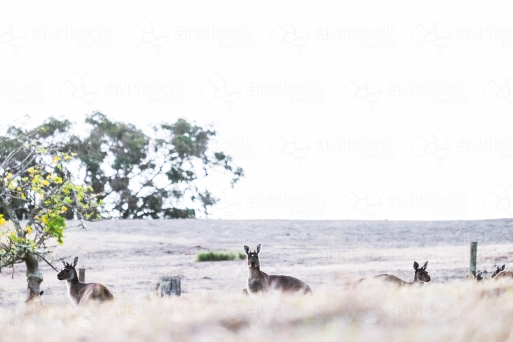 Three kangaroo heads peering above the dry grass on an open rural property in soft light - Australian Stock Image