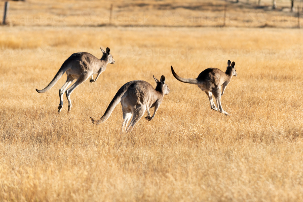 Three kangaroos bounding together across a sunlit field of golden grass - Australian Stock Image