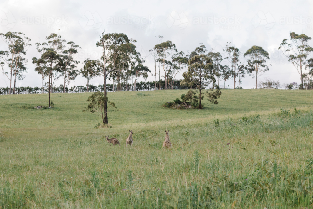 Three kangaroos grazing in a vast green grass field - Australian Stock Image