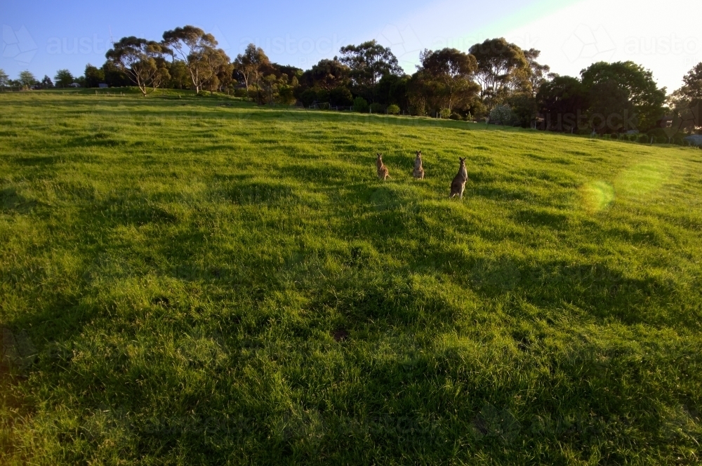 Three Kangaroos in a Paddock looking at Camera - Australian Stock Image