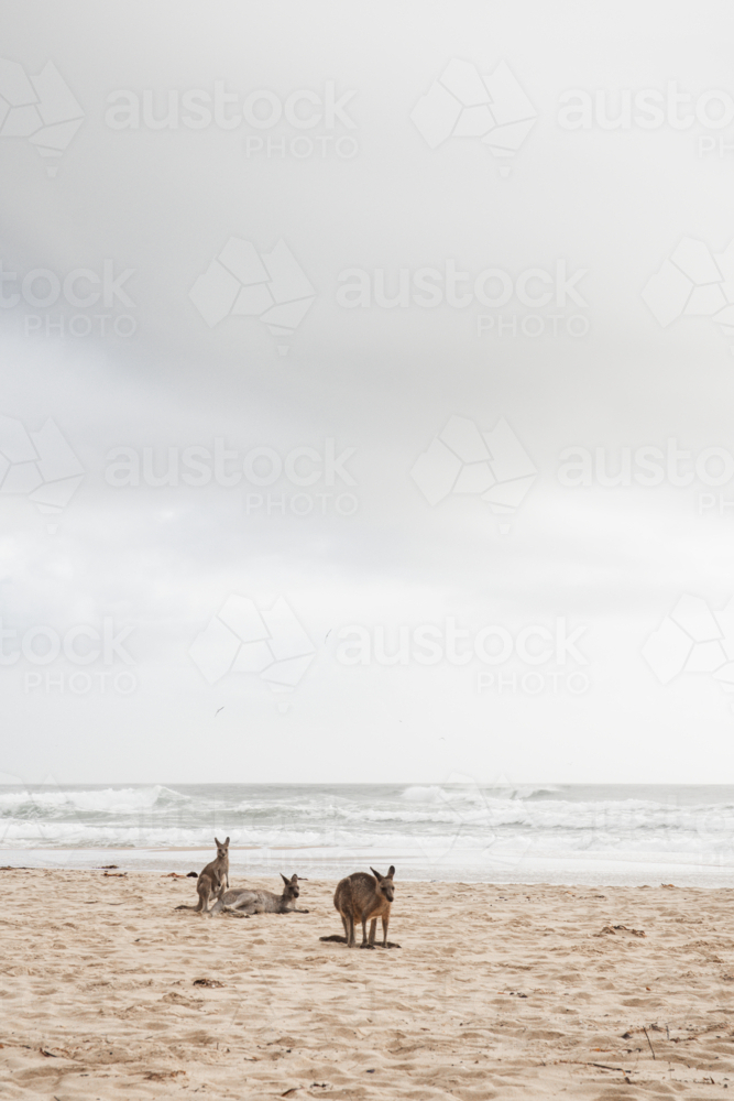 Three kangaroos on a sandy beach in the morning - Australian Stock Image