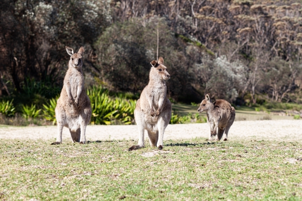 Three kangaroos on grass - Australian Stock Image