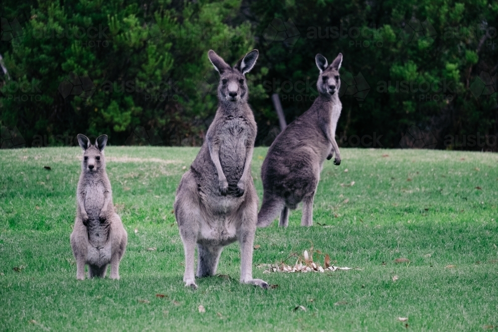 Three Kangaroos on Lawn - Australian Stock Image