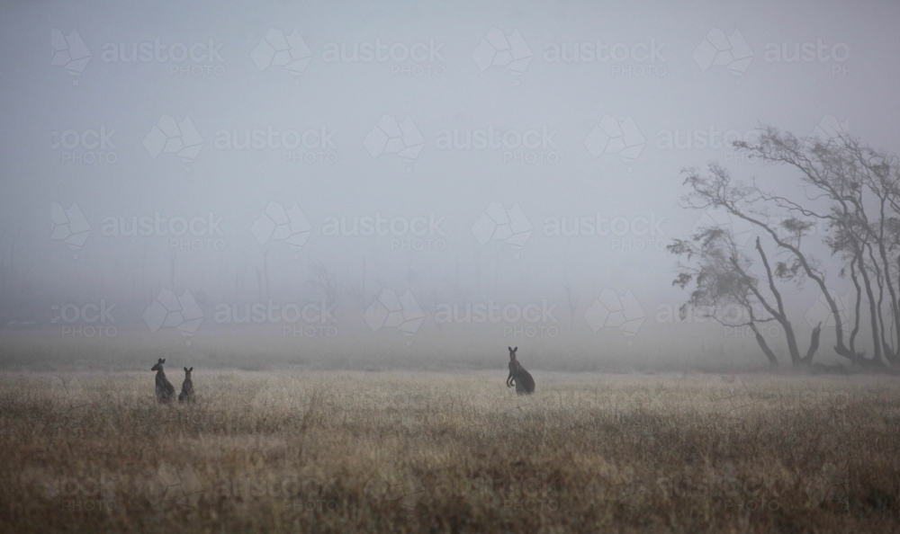 three kangaroos standing in dry grass in misty morning with moody blue sky, trees on landscape - Australian Stock Image