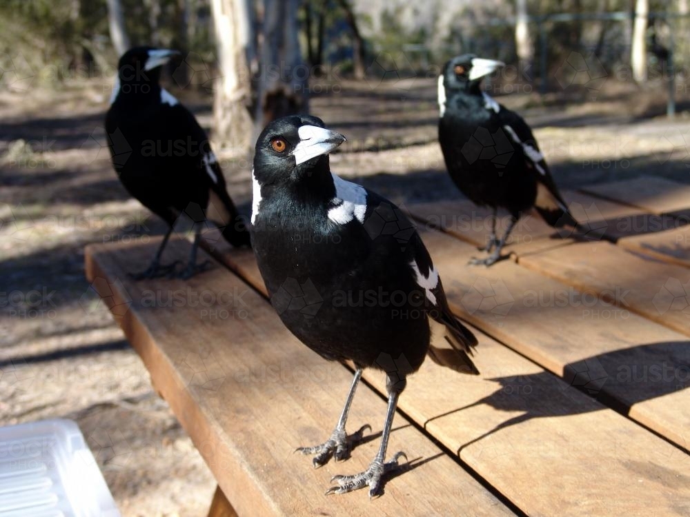 Three Magpies standing on wooden picnic table looking to the left - Australian Stock Image