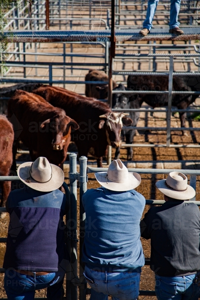 Three men leaning on stockyard fence watching cattle for sale - Australian Stock Image