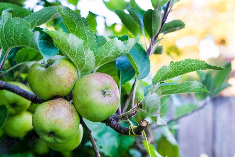 Image of Three new seasons apples growing on the tree Austockphoto