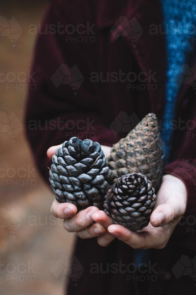 Three pinecones held in a persons two hands - Australian Stock Image